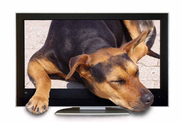 How To Stop Your Dog From Barking At The Tv Dog Training Advice Tips