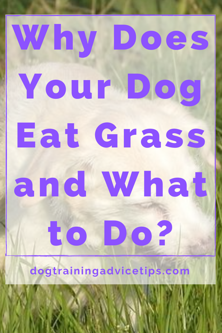 Why Does Your Dog Eat Grass and What to Do? Dog Training Advice Tips