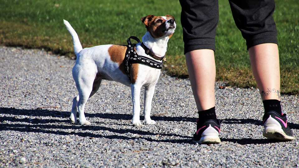 Leash Training with dogs