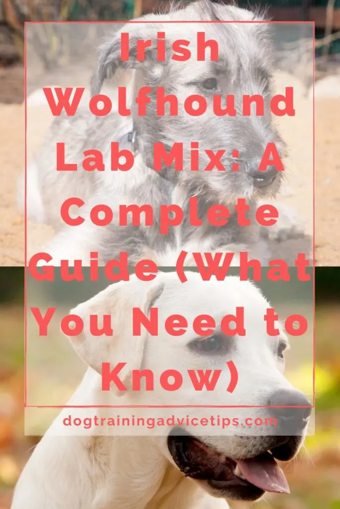 Wolfhound Lab Mix